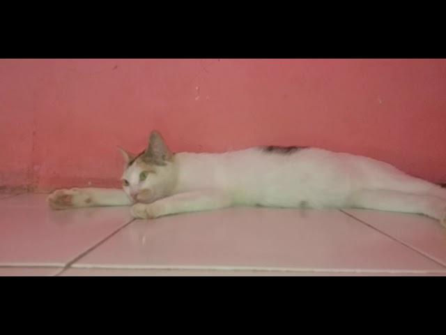 KUCING SEDANG TIDUR