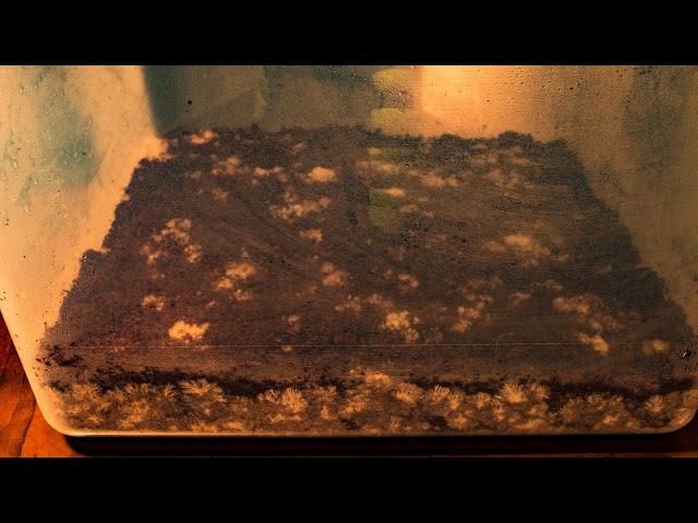 Bulk Substrate Colonization Timelapse