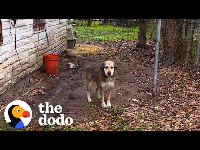 This Dog Had Been In Chains For 5 Years  | The Dodo