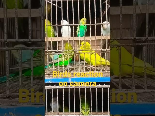 birds sound #shorts #viral #viralvideo #dubai #birds