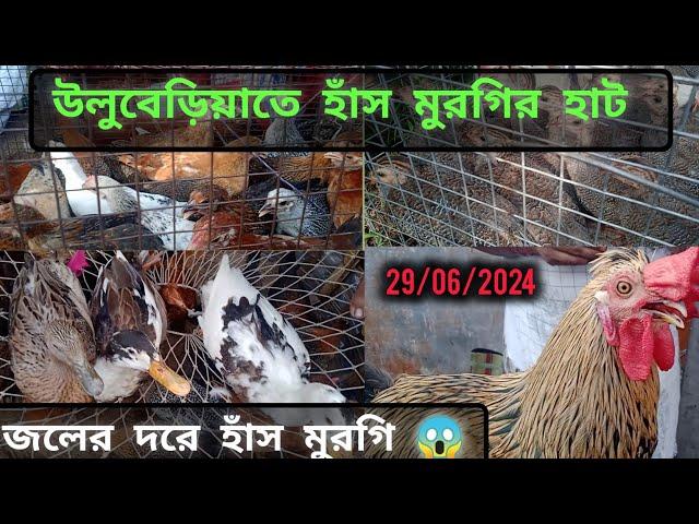 Uluberia Hen Market 2024। উলুবেড়িয়া হাঁস মুরগির হাট 2024।First Update  on 29thJune 2024