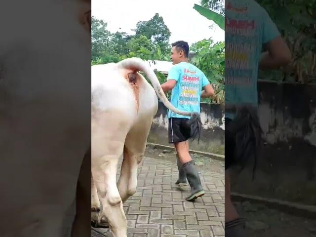 PEMUDA TAMPAN PECINTA SAPI PO