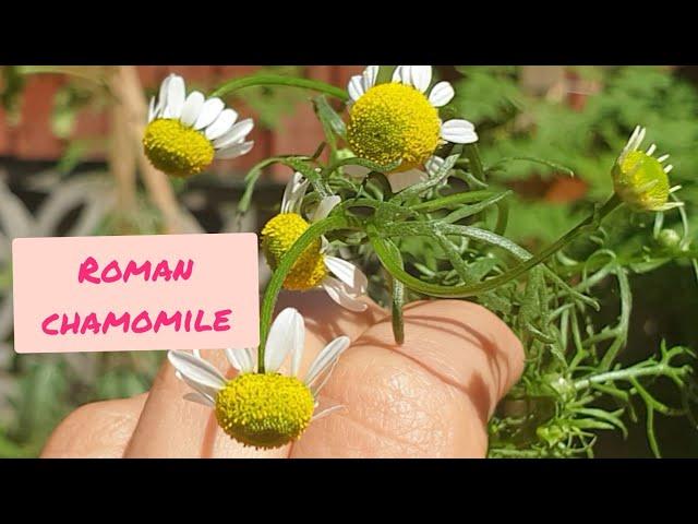 Growing Roman Chamomile  (Anthemis Nobilis) -  UK