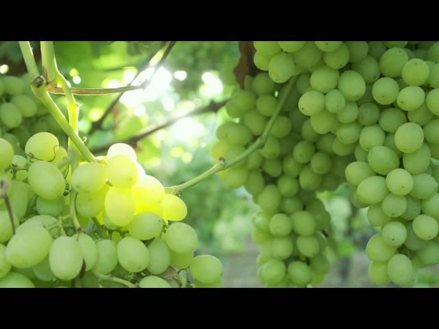 AndNowUKnow: Table Grapes - Behind the Greens