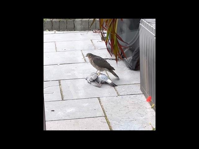 Sparrow Hawk attack