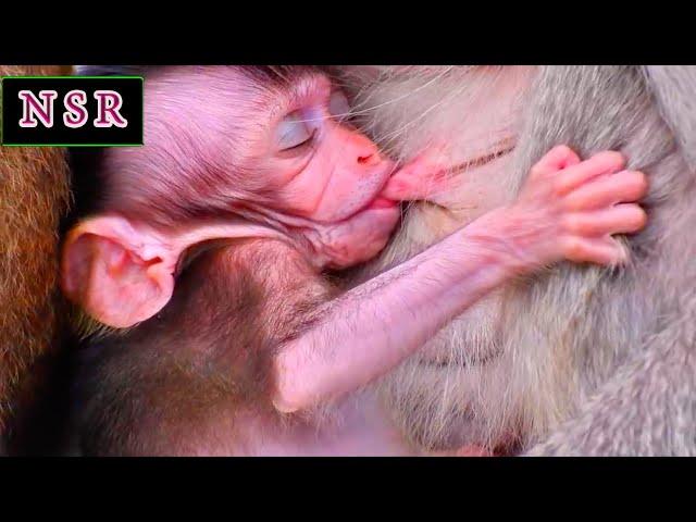 Nature's Peaceful Ambience | Relax with Baby Monkey and Birds Singing