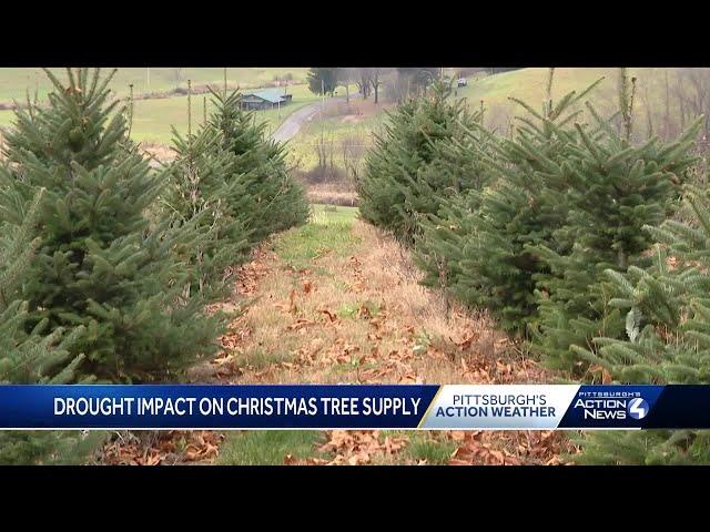 Will the drought in Pennsylvania impact your fresh-cut Christmas tree?