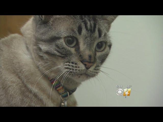 Library Cat To Be Removed After Living There Six Years