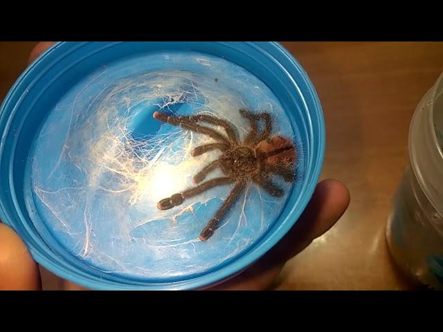 Славный обзор Avicularia   Peru Purple color