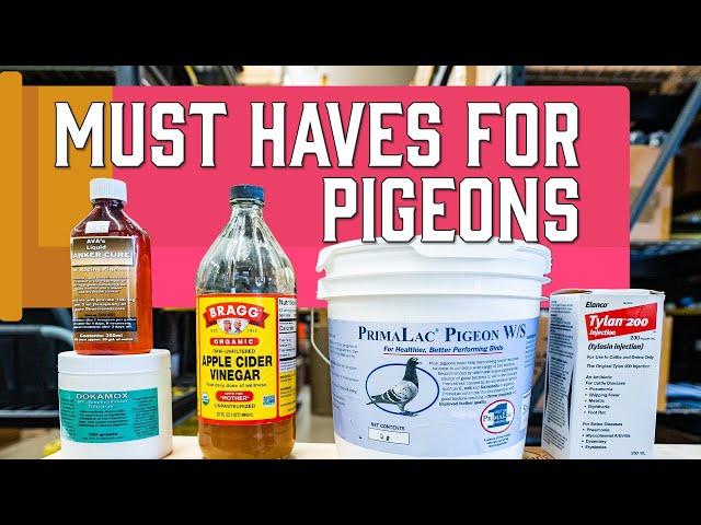 Homing Pigeons - Must Have Items When Getting Started