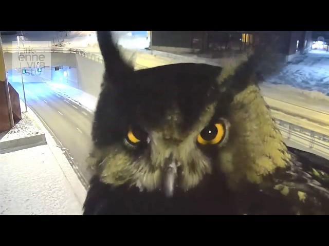 Traffic camera captures evil owl talking to itself