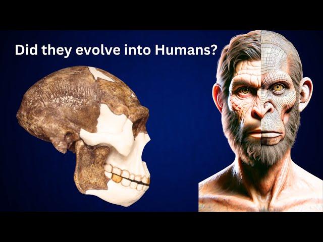 Did Homo Erectus Really Evolve into Modern Humans | Studies and Models Documented