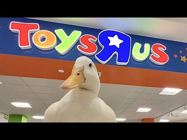 I took my duck to Toys R Us