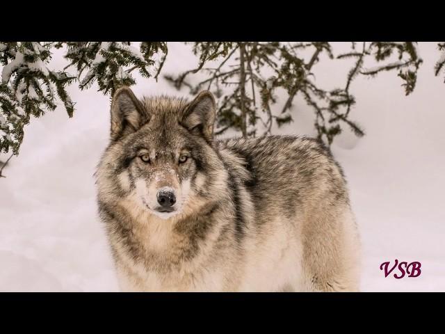 "Я скучаю по тебе" - Вадим Егоров автор и исполнитель. П-о. Л. А.