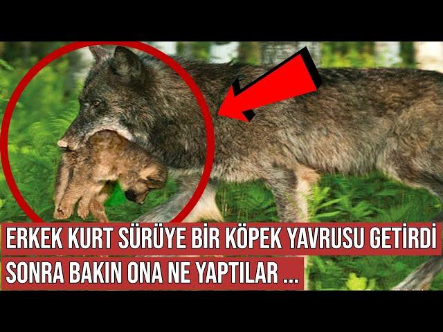 Alfa Kurt Sürüye Bir Köpek Yavrusu Getirdi, Sonra Bakın Ona Ne Yaptılar