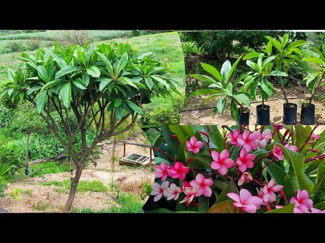 cómo propagar el árbol plumeria con fácilidad | propaga el árbol flor de mayo mediante esqueje.