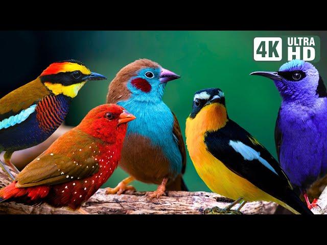 Relaxing Bird Sounds | Breathtaking Beautiful Nature | Healing Birds Sound | Scenic Scenes