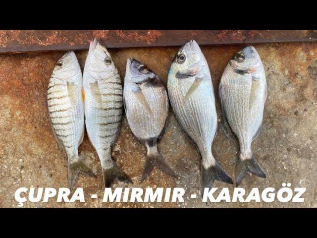 YEMLİ BALIK AVI / Çupra Mırmır Karagöz Kupes İspari