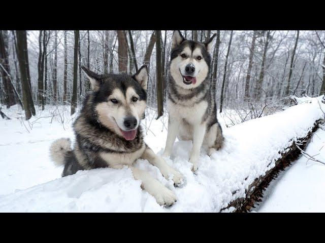 ВАУ! ПЕРВЫЙ СНЕГ / СОБАКИ ЗАБЛУДИЛИСЬ В ЛЕСУ!