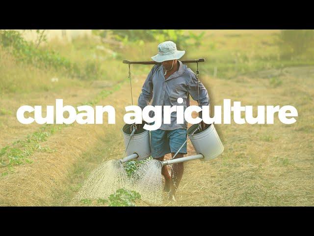 How Cuban agriculture went from industrial to sustainable