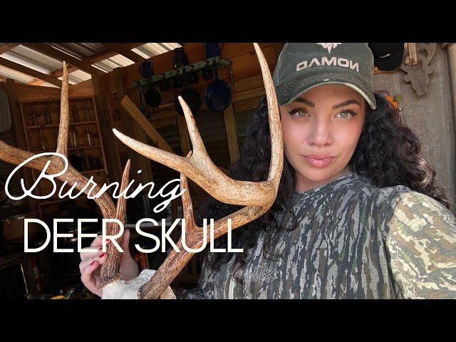 Burning a Whitetail Deer European Skull Mount