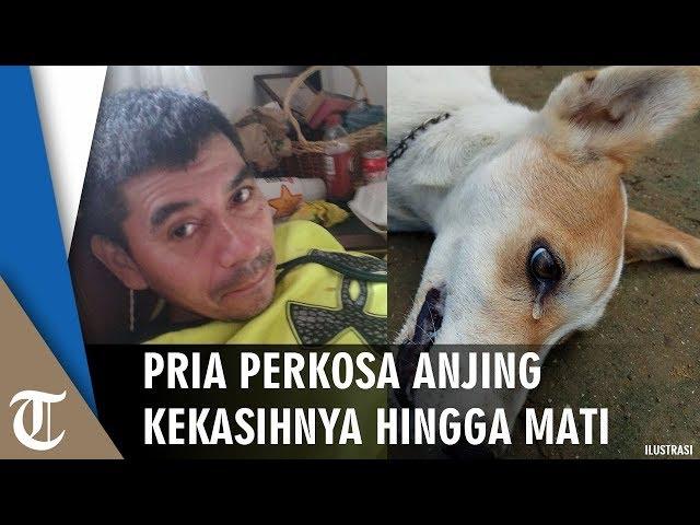 Pria 52 Tahun Perkosa Anjing hingga Mati karena Pacarnya Tak Pulang