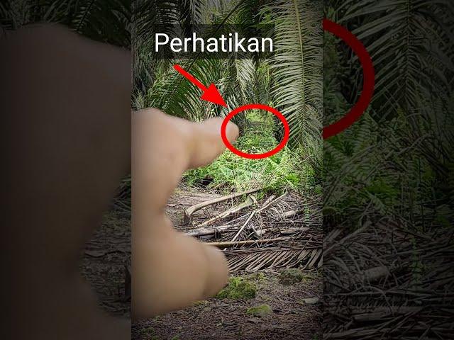 Penampakan Hantu di Kebun Sawit Kalimantan #shorts