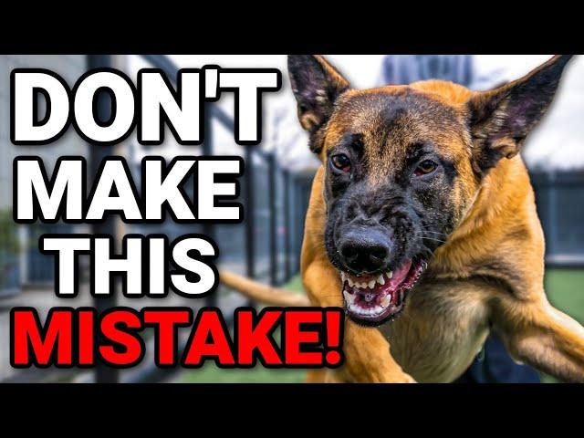 Dog Training - TEACH ANY FEARFUL DOG TO BE CONFIDENT!