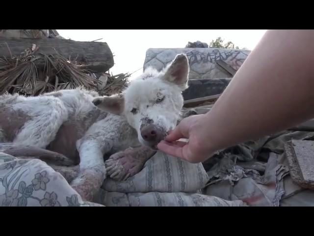 БРОШЕННЫЕ животные ДО и ПОСЛЕ спасения /animal rescues