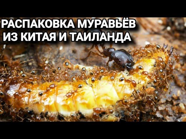 Распаковка муравьёв из Китая и Таиланда. #МуравьиЯрославль