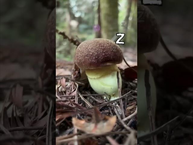 Mushroom Tapping (PVZ Animation) #shorts #animation