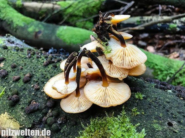 Winterpilz: Samtfußrübling, Enoki, Winterrübling, Flammulina velutipes, Collybia velutipes