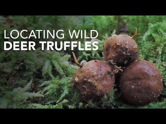 Locating Wild Deer Truffles