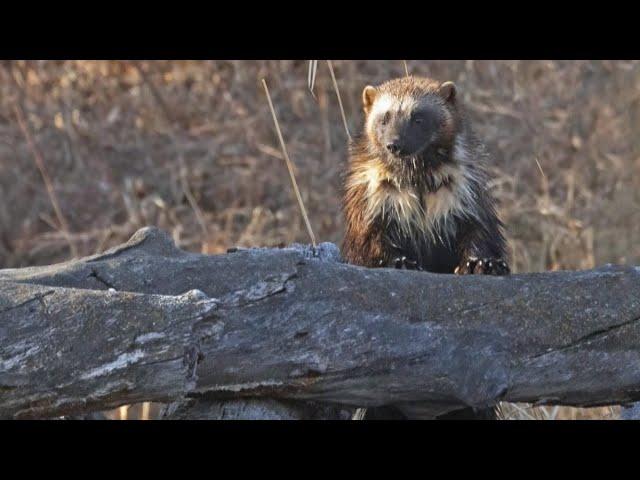 'Extremely rare' wolverine sighting made in a Calgary park