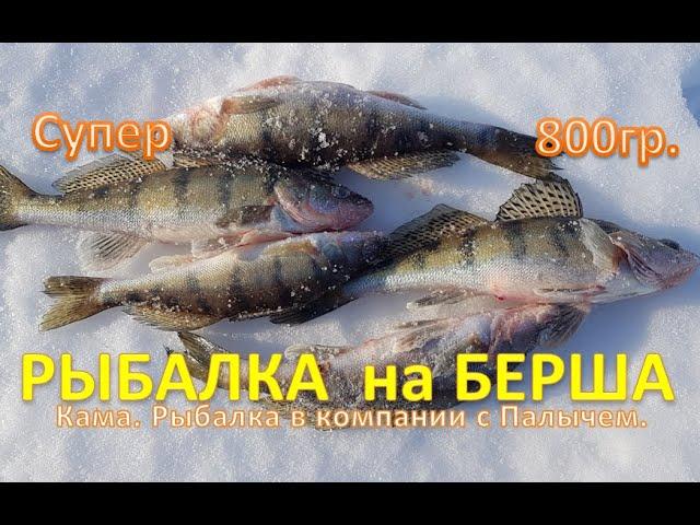 СУПЕР РЫБАЛКА на БЕРША! ( КАМА. Ныргында  26.02.2022)SUPER FISHING on BERSHA!