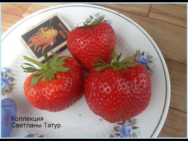 ЛИЯ САХАРНАЯ - истинно сахарный вкус клубники. / 14.06.19.