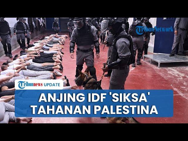 Bocor! Video Tentara Israel Siksa Tahanan Palestina Pakai Anjing di Penjara, Tangan Diikat