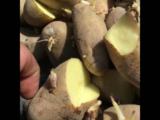 Why you need to cut large potatoes in half before planting #shorts