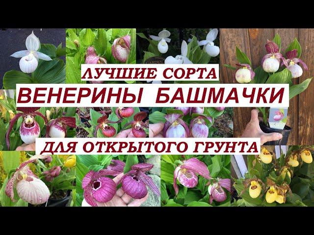 Венерины башмачки.Циприпедиумы. Лучшие сорта для открытого грунта.Cypripedium. Для посадки весной.