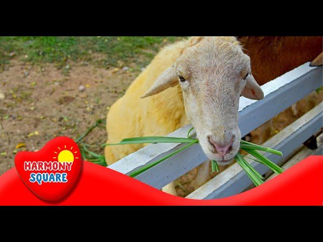 What are Ruminants - More Science on the Learning Videos Channel