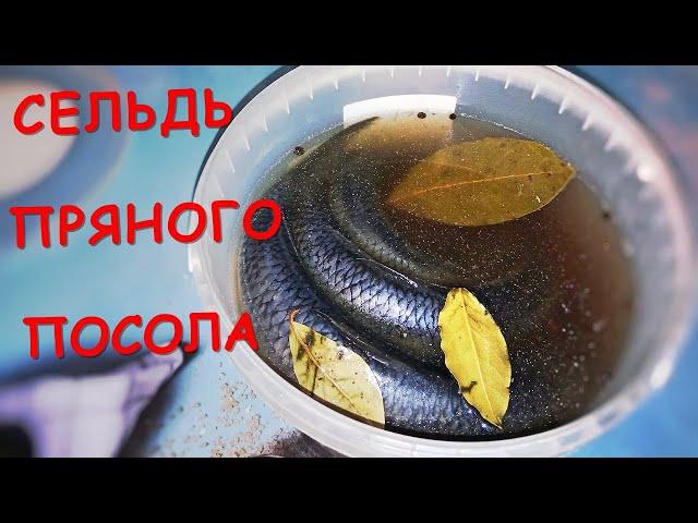 Сельдь пряного посола по-домашнему. Самый вкусный рецепт