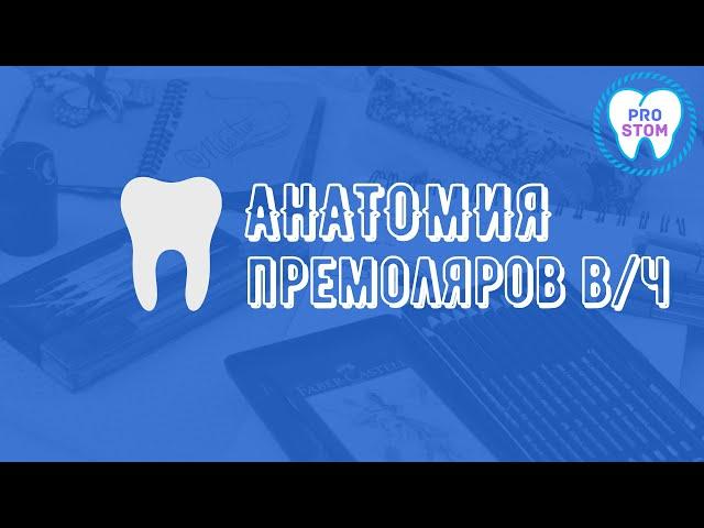 Анатомия и морфология премоляров верхней челюсти