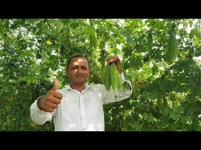 Karela Recipe | Karele ki Sabzi Recipe by Mubashir Saddique | Village Food Secrets