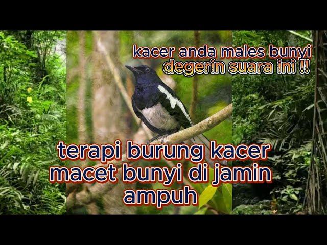 terapi burung kacer macet bunyi langsung gacor lagi