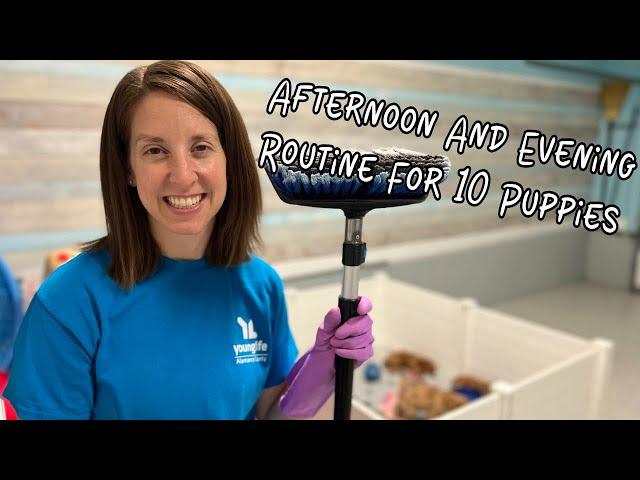 Life Of A Dog Breeder - Afternoon and Evening Routine