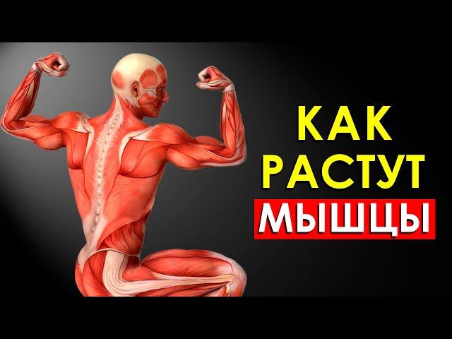 Как Растут Мышцы После Тренировки (Научно Обоснованно)