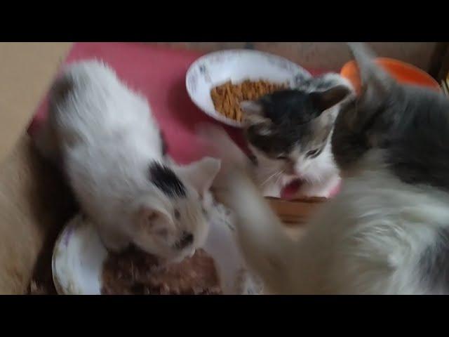 Mother Cat Attacking Her Kittens Because She Is Weaning Them And Teaching Them Table Manners