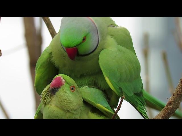 Parrots making love in Kefar-Sava Mars 1-2019