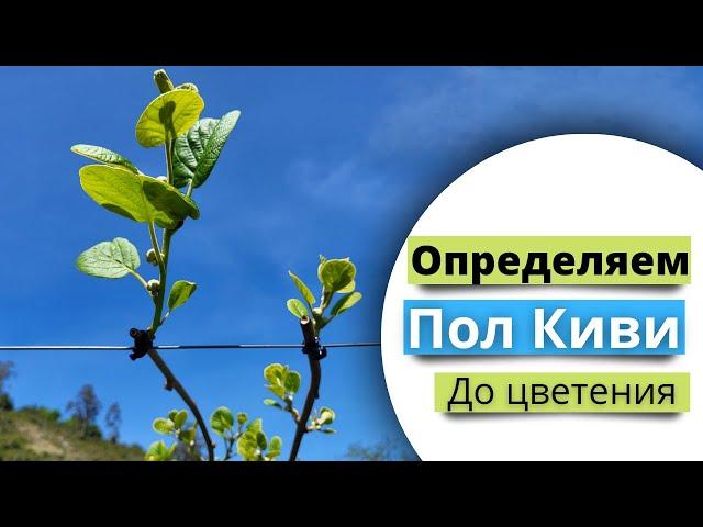 Как определить опылитель киви до цветения?