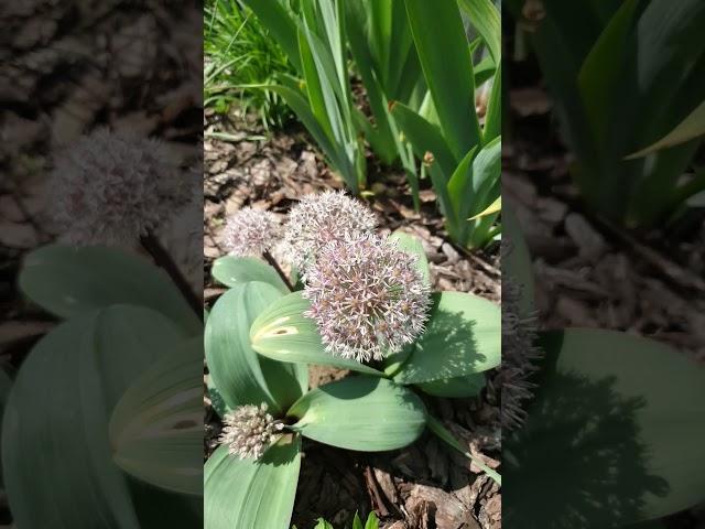 Allium karataviense Ivory Queen Лук декоративный каратавский #бодровцветовод #allium